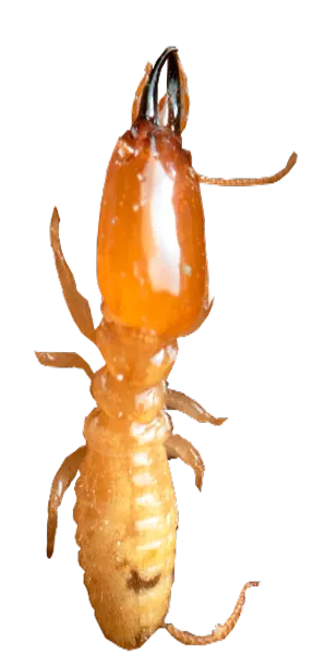 Termitas de formosa